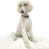 AKC Standard Poodle Stud