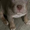 American pocket bully for sale