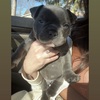 EXOTIC BULLIES FOR SALE