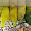 Parrotlet Babies, Handfed