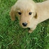 Golden Retriever puppies