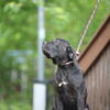 5 Month old Male Presa Canario 