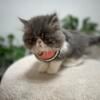 【For Sale】Adorable Bi color Persian kitten for sale