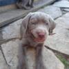 American Labrador Puppies - Silver, Chocolate & Yellow