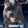 ABKC STANDARD BULLY AVAILABLE TO THERE FOREVER HOME!