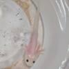 Baby axolotls! 5-6 inches