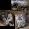 Persian Kittens -14 Wks (Kid/Dog Friendly) 1 Boy, 2 Girls