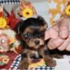 Ckc registered Yorkshire terrier yorkie female puppy