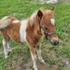 Miniature horse pinto colt