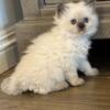 Ragdoll kittens