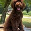 Goldendoodles, CKC Registered