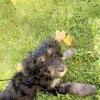 LAST PUPPY !! SUPER SWEET GOLDENDOODLE + COCKAPOO — 800