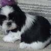 Full stock toy breed shih Tzu