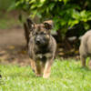 AKC female German Shepherd puppy
