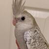 White Faced Pearl Cockatiel Baby