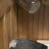 African Grey Potty Mouth!