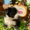 AUSTRALIAN SHEPHERD PUPPIES