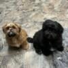 10 month old shih poo pups