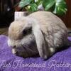 Pedigree Lilac Harlequin Holland Lop Buck