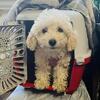 Playful Maltipoo (Maltese/Toy Poodle) Puppies – Great Family Companions