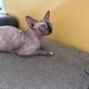 Sphynx cat female black tortie