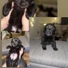 Akita lab puppies