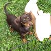 Dachshund 
