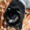 Akc grand champion Pomeranian puppy