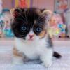 Minuet Munchkin female calico kitten
