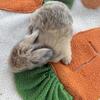 Magpie & Tan Holland lops bunnies