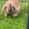 Holland Lop Bunnys Males