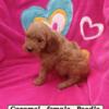 Miniature Poodle puppies