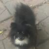 Akc Pomeranian puppy 