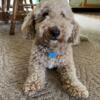 Adorable AKC Mini Goldendoodle Adult Male 