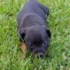 AKC Black Staffordshire Bull Terriers