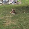 AKC Male Australian Shepherd