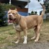 American Bully For Sale