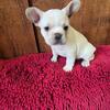AKC French bulldog