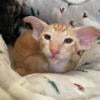 Oriental Shorthair Kitten male orange spotted classic