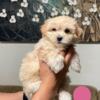 Adorable Shih-Poo Bichon Puppies Ready for Forever Homes!