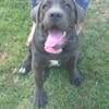 SPECIAL! Gorgeous Female Cane Corso Puppies