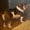 Shyla Female short bully