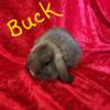 Purebred Mini Lop bunnies