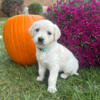 Beautiful AKC English Cream Golden Retreiver-Pending