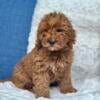 F1b mini goldendoodle - male