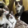 persian and domestic short hair mix looking for new homes.