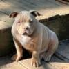 American Bully Males 3 Months UPDATED PICS