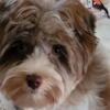 Male Biewer Terrier for sale reduced price