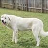 Great Pyrenees to re home