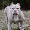 Abkc registered Lilac Merle pocket bully open for stud service